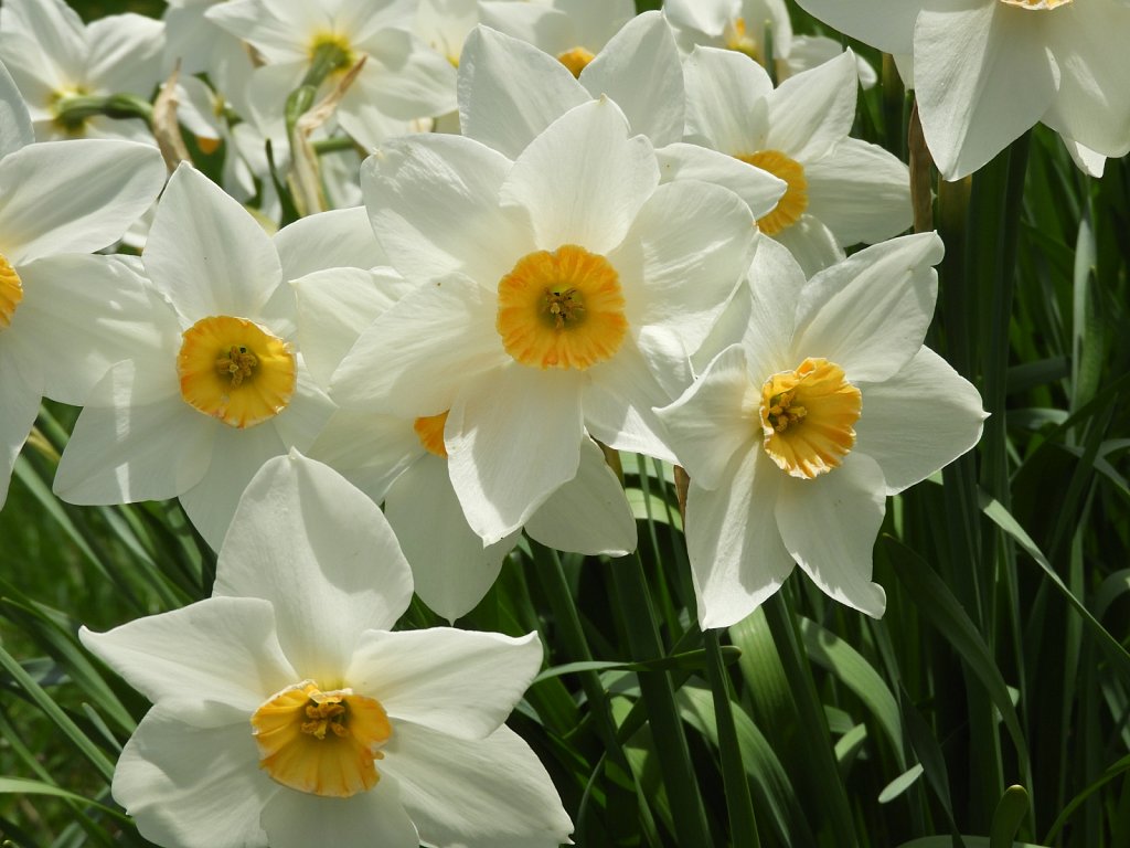 Daffodils in Full Bloom