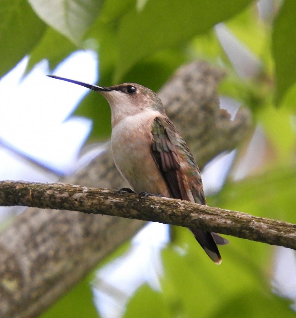 Female Ruby-Throated Humminbird
